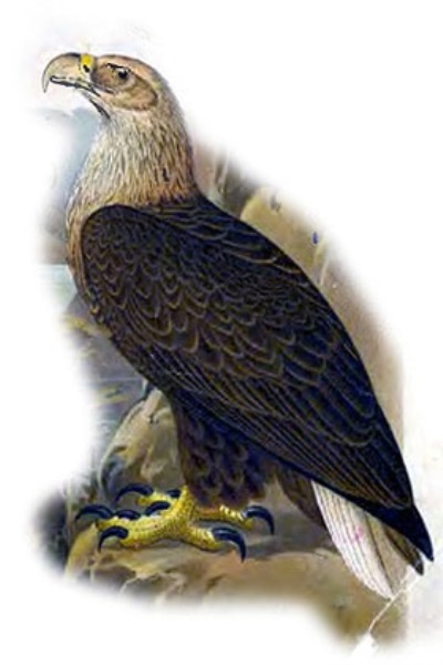 Орлан белохвост: описание и места обитания